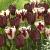 Tulipa mixed