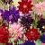 Aquilegia mixed