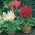 Astilbe mixed
