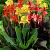 Canna mixed
