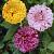 Dahlia mixed