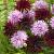 Dahlia mixed