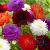 Dahlia mixed