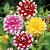 Dahlia mixed