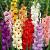 Gladiolus mixed