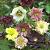 Helleborus mixed