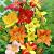 Hemerocallis mixed