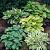 Hosta mixed