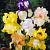 Iris mixed