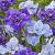 Iris mixed