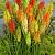 Kniphofia mixed
