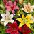 Lilium mixed