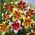 Lilium mixed