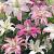 Lilium mixed