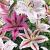 Lilium mixed