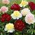 Paeonia mixed