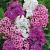 Phlox mixed