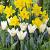 Muscari, Narcissus, Tulipa mixed