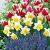 Muscari, Narcissus, Tulipa mixed