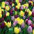 Tulipa mixed