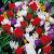 Crocus, Tulipa mixed
