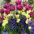 Hyacinthus, Narcissus, Tulipa mixed
