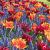Muscari, Tulipa mixed