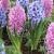 Hyacinthus mixed