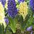 Hyacinthus mixed