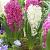 Hyacinthus mixed