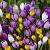 Crocus mixed