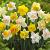 Narcissus mixed