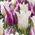 Tulipa mixed