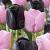Tulipa mixed