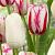Tulipa mixed