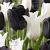Tulipa mixed