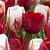 Tulipa mixed