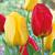 Tulipa mixed