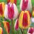 Tulipa mixed