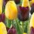 Tulipa mixed
