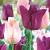 Tulipa mixed