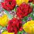 Tulipa mixed