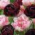 Tulipa mixed