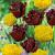 Tulipa mixed