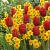 Narcissus, Tulipa mixed