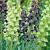 Fritillaria mixed