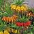 Fritillaria mixed
