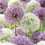 Allium mixed