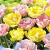 Tulipa mixed