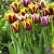 Tulipa mixed